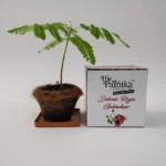 The Parnika DIY Plantation Kit - Gulmohar