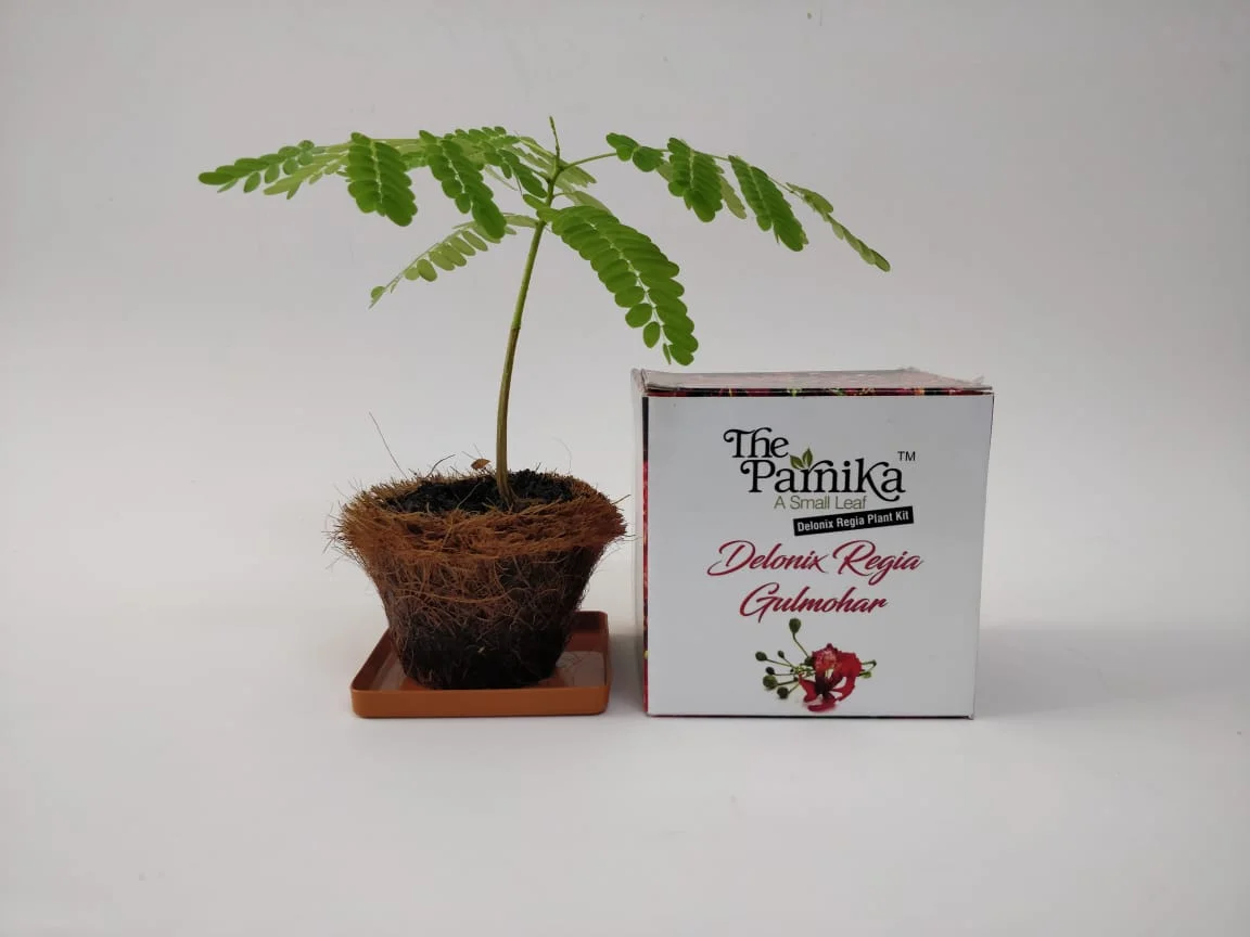 1aaaf73fc3cc9d4474e4e7363451dfa4.webp The Parnika DIY Plantation Kit - Gulmohar - Image 1