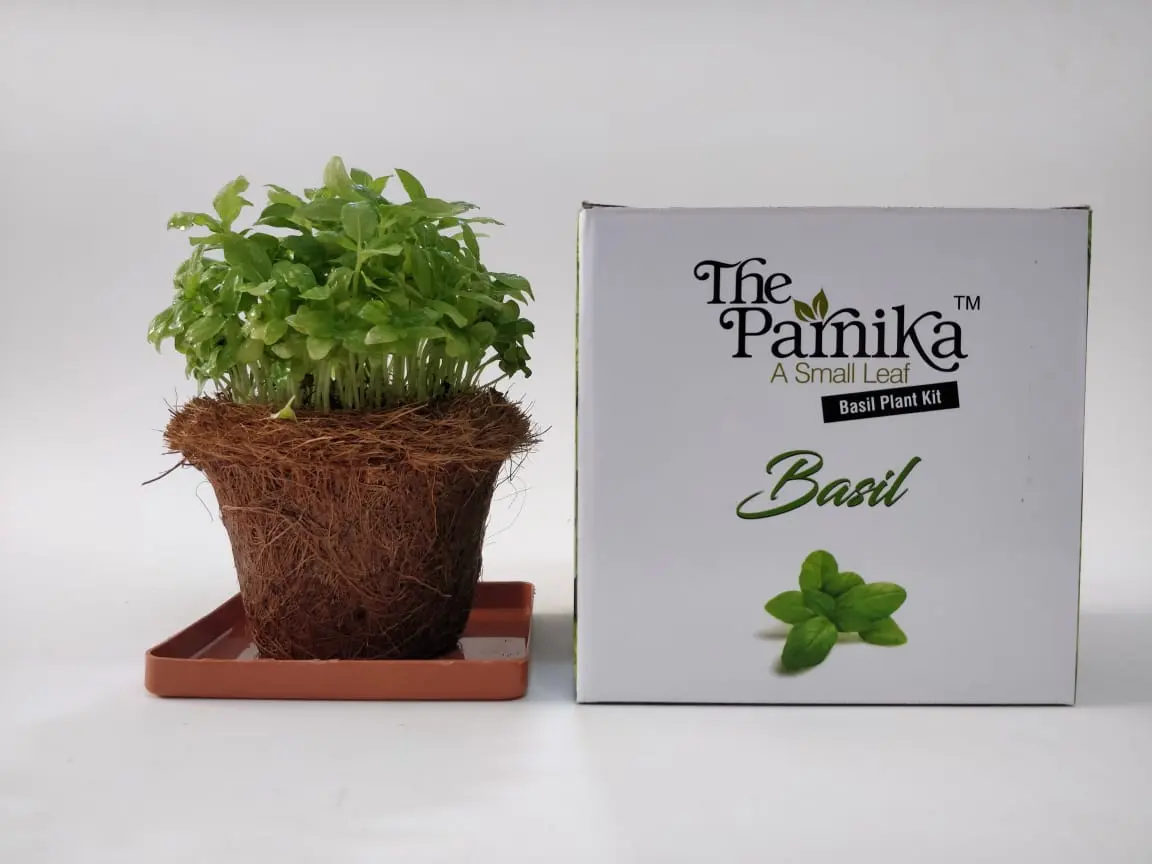 85ef044741b2c71c5a8d6258484d4cb8.webp The Parnika DIY Plantation Kit - Basil Plant - Image 1