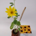 The Parnika DIY Plantation Kit - Sun Flower