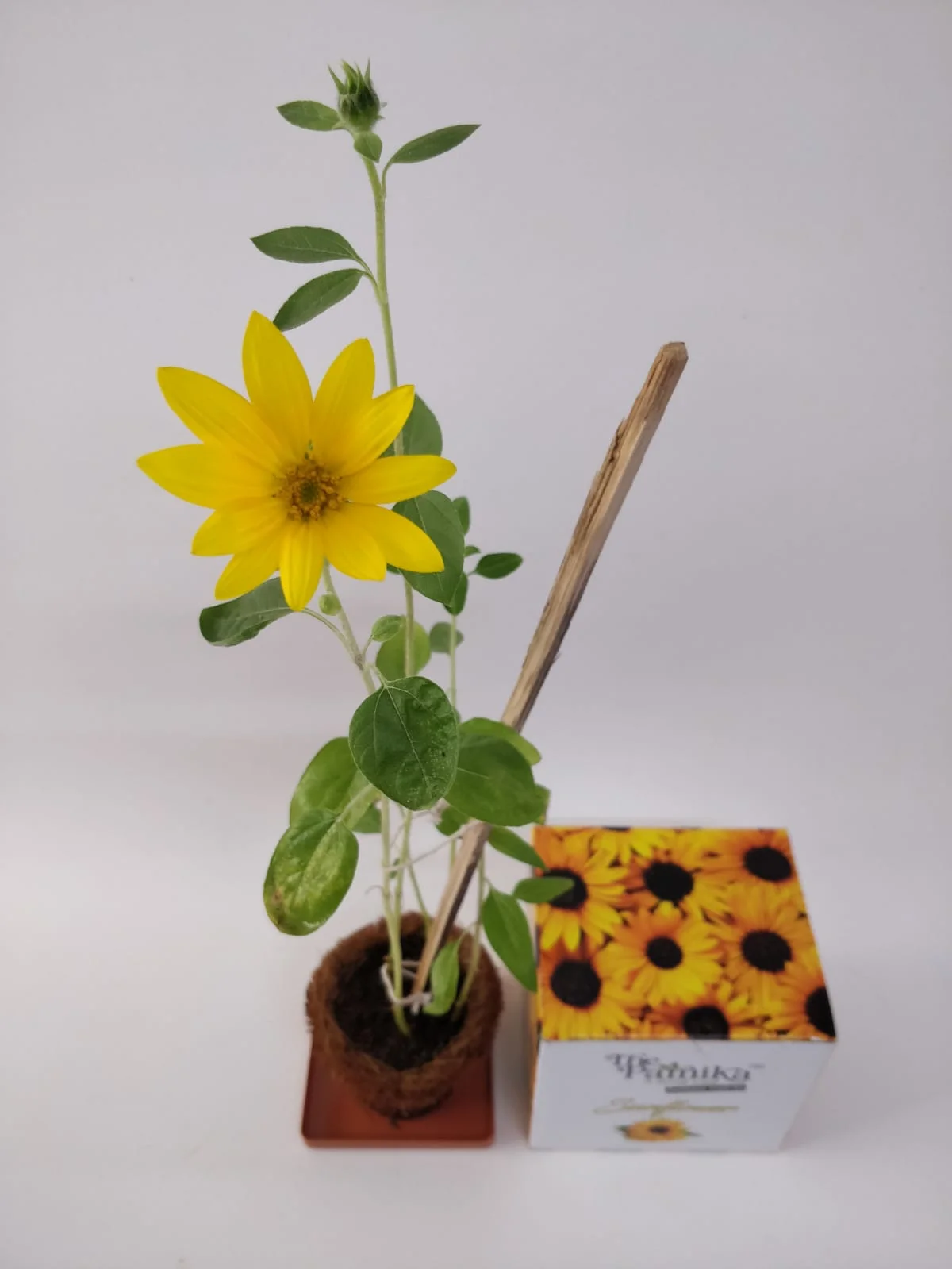 bcc08c9a38e2aec6119b52de8e73e567.webp The Parnika DIY Plantation Kit - Sun Flower - Image 1
