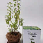 The Parnika DIY Plantation Kit - Tulsi