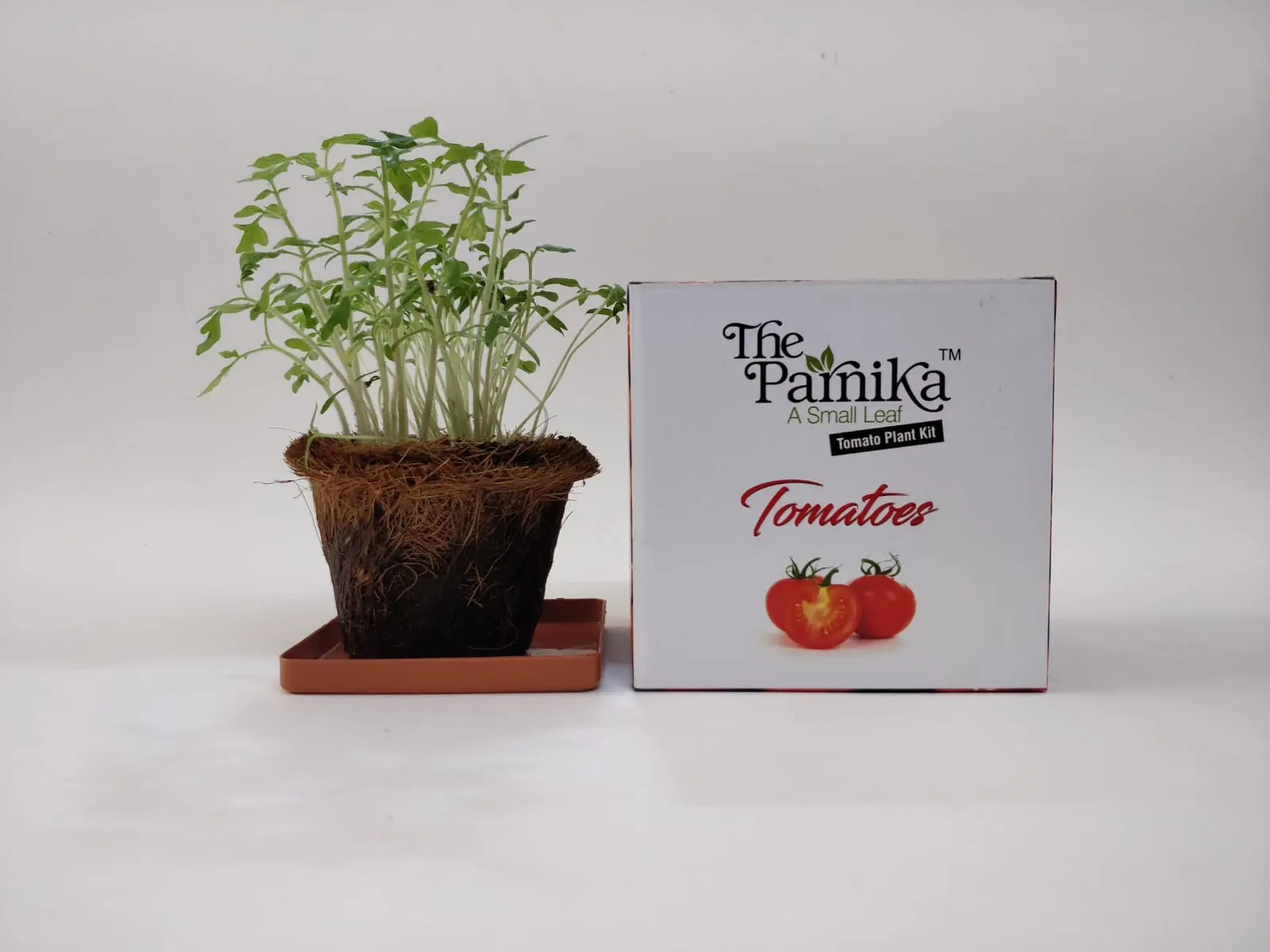c96af36cf7fceda4dc084f2520fb55a3.webp The Parnika DIY Plantation Kit - Tomato - Image 1