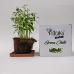 The Parnika DIY Plantation Kit - Green Chilli