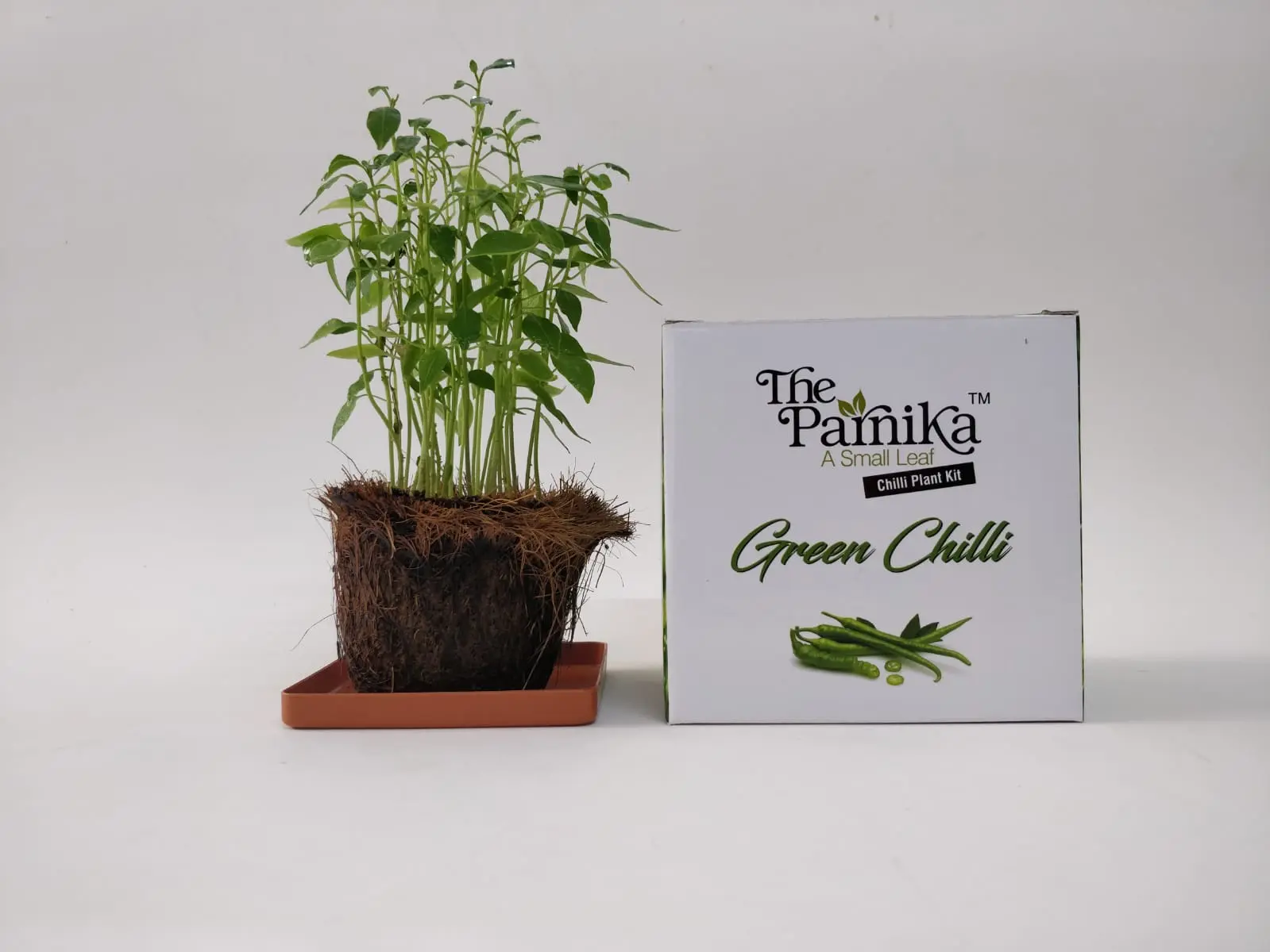 d160c9bf8dd2049c708867fe1ee66764.webp The Parnika DIY Plantation Kit - Green Chilli - Image 1