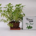 The Parnika DIY Plantation Kit - Thai Basil