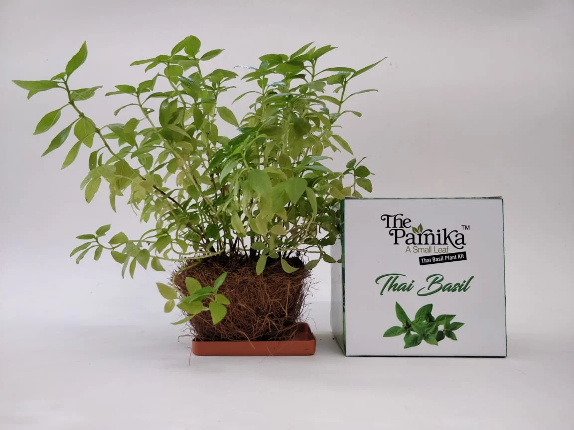 ed5f55efcd11693c33c57bab692762d1.webp The Parnika DIY Plantation Kit - Thai Basil - Image 1
