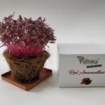 The Parnika DIY Plantation Kit - Red Amaranthus